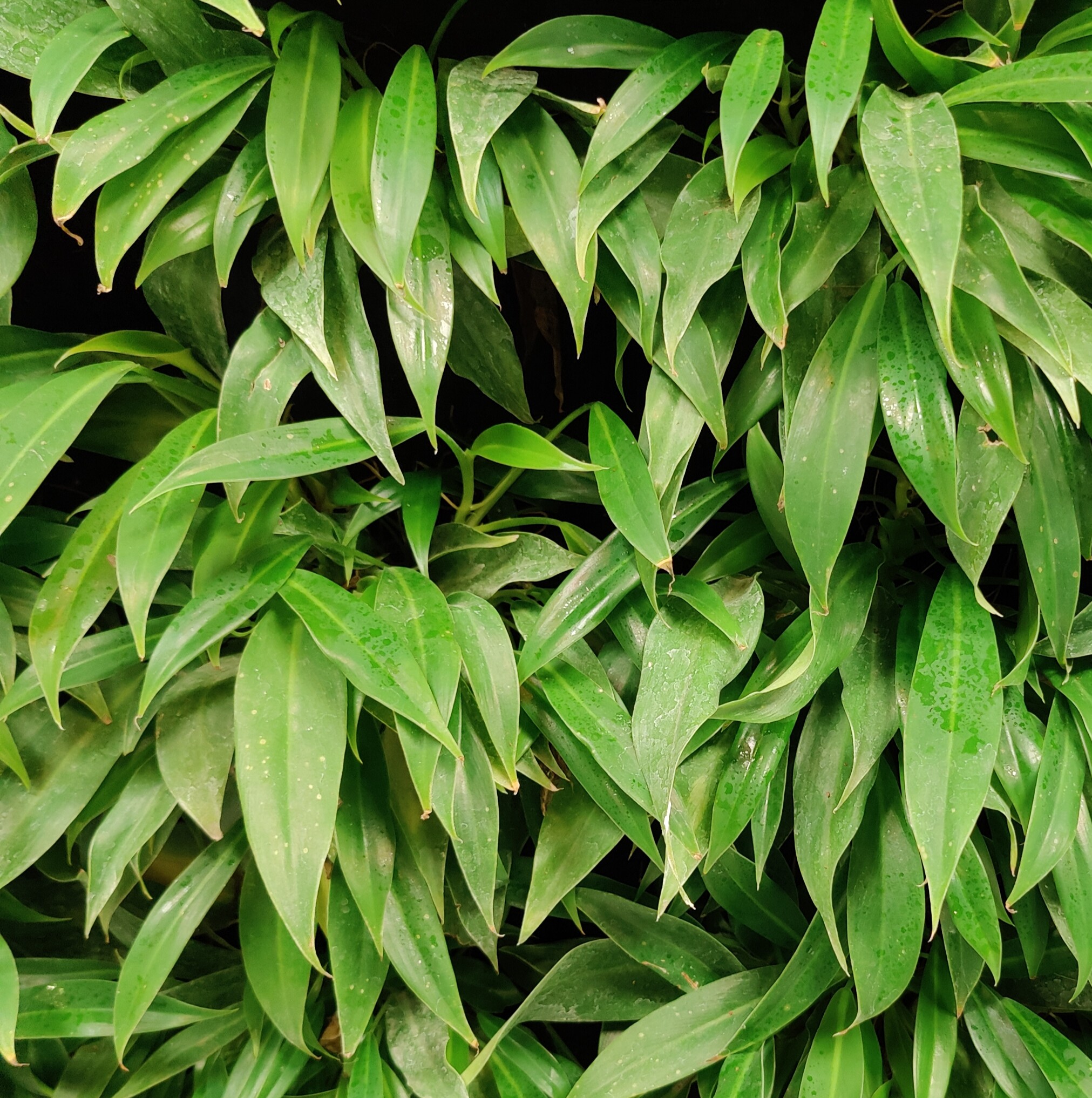 Philodendron 'Little Phil'